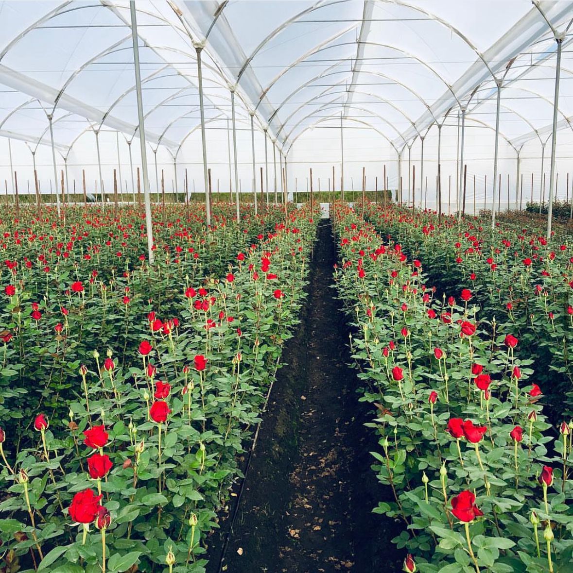 Ecuadorian Roses 2